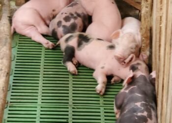 China dice peste porcina en República Dominicana afectará intercambio comercial