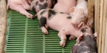 La FAO alerta a los países de la región por aparición de Peste Porcina Africana en la República Dominicana