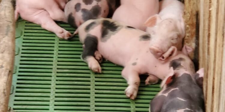 La FAO alerta a los países de la región por aparición de Peste Porcina Africana en la República Dominicana