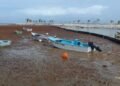 Investigación: El Sargazo es solución para tratamiento aguas residuales