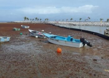 Investigación: El Sargazo es solución para tratamiento aguas residuales