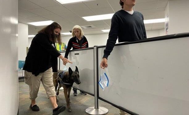 Aeropuerto de Miami primero en implementar detección COVID-19 con perros