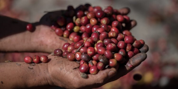 Café con origen dominicano