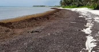 El sargazo podría emplearse en el tratamiento de aguas residuales