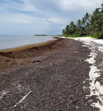 El sargazo podría emplearse en el tratamiento de aguas residuales