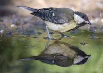 El cambio climático provoca picos, patas y orejas más grandes en los animales