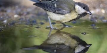 El cambio climático provoca picos, patas y orejas más grandes en los animales