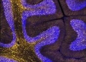 Los genes humanos que más rápido evolucionan están vinculados al desarrollo del cerebro