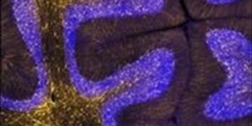 Los genes humanos que más rápido evolucionan están vinculados al desarrollo del cerebro