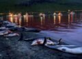 Matan mas de 1.400 delfines en una sangrienta cacería anual en las islas Feroe