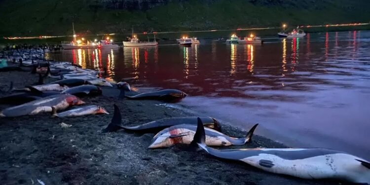 Matan mas de 1.400 delfines en una sangrienta cacería anual en las islas Feroe