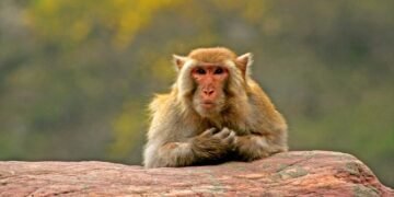 Un mono atormenta a una aldea india: fueron necesarias 30 personas para atraparlo, lo llevaron a 22 kilómetros, pero regresó como polizón para vengarse.