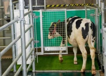 Enseñan a las vacas a ir al baño para reducir la contaminación por amoníaco