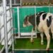 Enseñan a las vacas a ir al baño para reducir la contaminación por amoníaco
