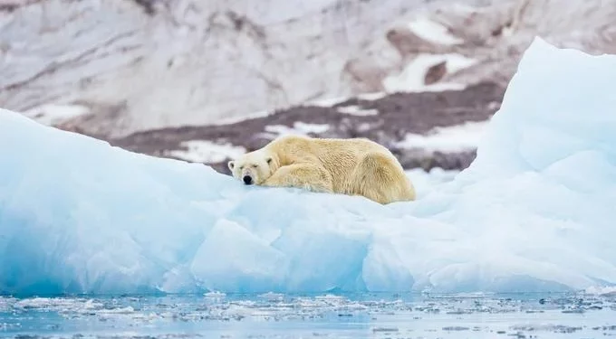 ¿Adiós al Ártico? Temen que la ‘última zona de hielo’ no sobreviva al siglo
