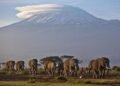 Reporte prevé rápida desaparición de los glaciares de África