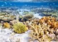 El calentamiento aniquiló un 14% del coral mundial en la última década