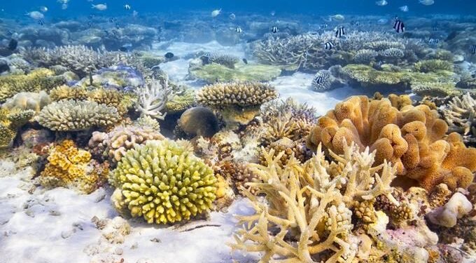 El calentamiento aniquiló un 14% del coral mundial en la última década