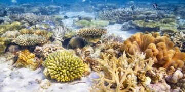 El calentamiento aniquiló un 14% del coral mundial en la última década