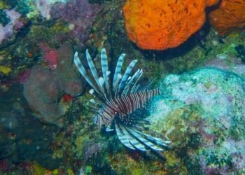 Actividades en zonas de arrecifes producen más de mil millones de dólares al año