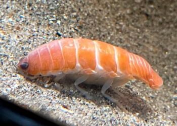 Capturan en Japón una criatura marina semejante a un ‘sushi’ con 14 patas