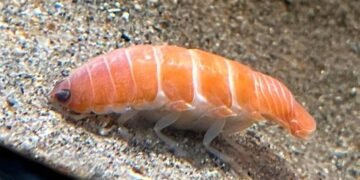 Capturan en Japón una criatura marina semejante a un ‘sushi’ con 14 patas