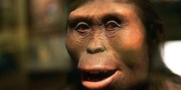 Se cumplen 47 años del hallazgo de Lucy, ‘Madre de la humanidad’