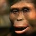 Se cumplen 47 años del hallazgo de Lucy, ‘Madre de la humanidad’