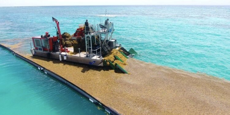Uso del sargazo ahorraría costos en biotecnología farmacéutica a industria de espirulina