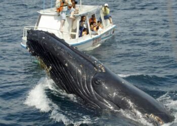 Este sábado se inicia la temporada de observación de ballenas jorobadas 2022