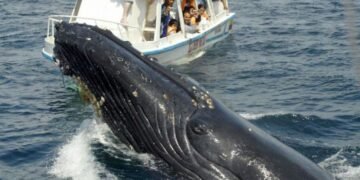 Este sábado se inicia la temporada de observación de ballenas jorobadas 2022