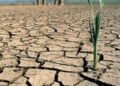 Científicos advierten de la generalización de las sequías este siglo