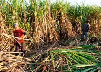 Organizaciones denuncian mayoría de los trabajadores del sector azucarero no serán beneficiados con el aumento de salario