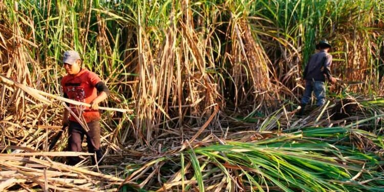 Organizaciones denuncian mayoría de los trabajadores del sector azucarero no serán beneficiados con el aumento de salario