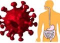 Un estudio demuestra el impacto del COVID-19 grave en el sistema intestinal