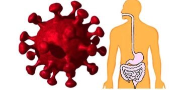 Un estudio demuestra el impacto del COVID-19 grave en el sistema intestinal