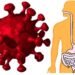 Un estudio demuestra el impacto del COVID-19 grave en el sistema intestinal