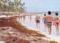 Preocupación en Verón y Punta Cana por sargazo, «un problema para el turismo»