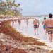Preocupación en Verón y Punta Cana por sargazo, «un problema para el turismo»