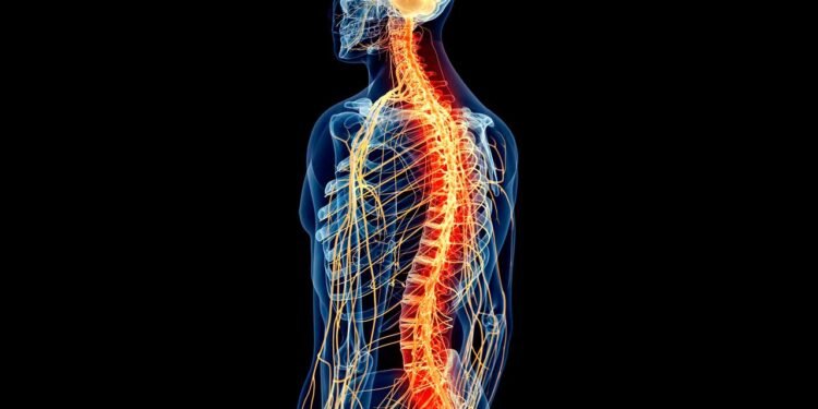 Estudio israelí busca revertir la parálisis con implantes de médula espinal