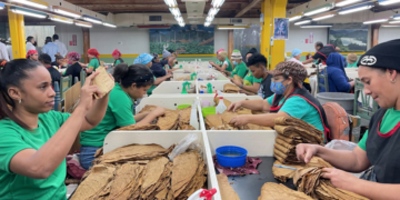 La industria del tabaco, un elaborado y delicado placer
