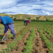 PLD: “Si el 2021 fue malo para la agricultura este 2022 va peor”