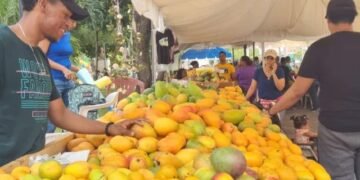 Más que una fruta, el mango es un negocio extendido a tres provincias