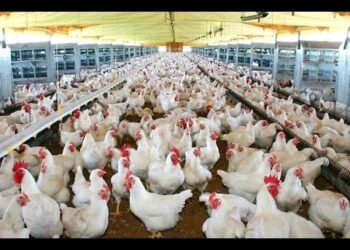 Libra de pollo en granja cuesta RD$46, pero al consumidor le llega entre RD$90 y RD$100