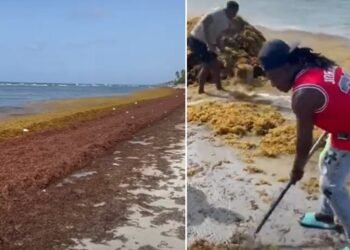 El sargazo cubría este domingo playas del Este de R. Dominicana