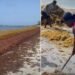 El sargazo cubría este domingo playas del Este de R. Dominicana