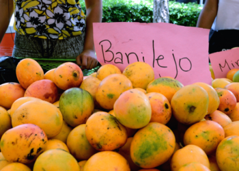 Esperan exportación de mangos banilejos por US$40 MM