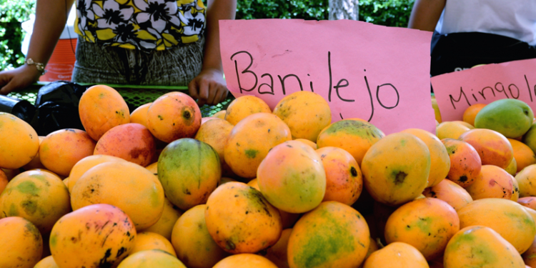 Esperan exportación de mangos banilejos por US$40 MM