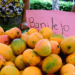 Esperan exportación de mangos banilejos por US$40 MM