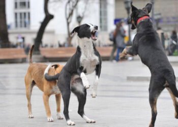 Colegio de veterinarios denuncia brotes de rabia en varias localidades del país